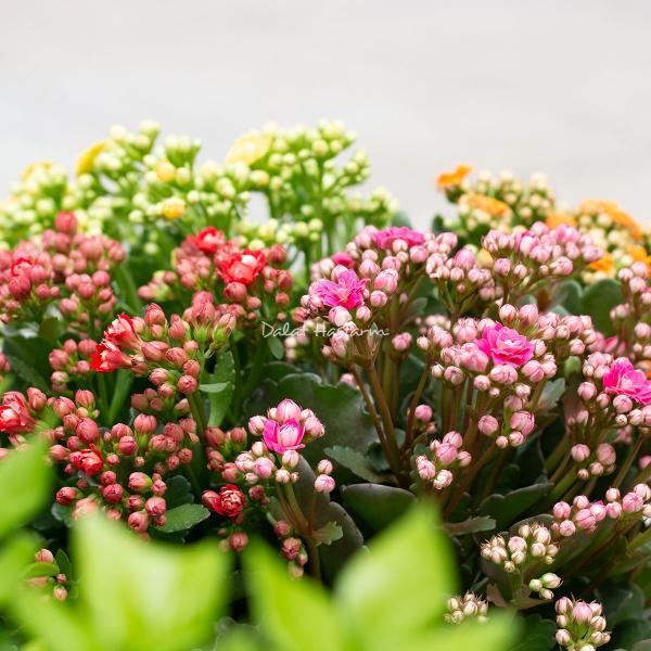 Chậu Hoa Thiết Kế Trường Thọ 203