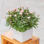 Chậu Hoa Thiết Kế Yêu Thương 010