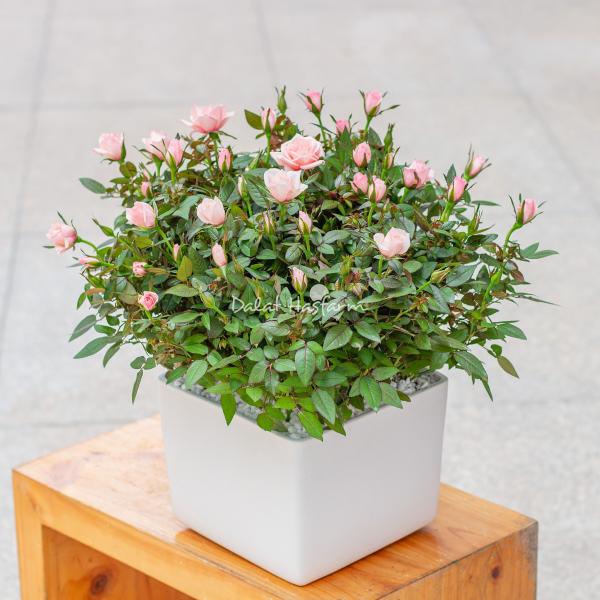 Chậu Hoa Thiết Kế Yêu Thương 010