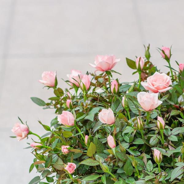 Chậu Hoa Thiết Kế Yêu Thương 010