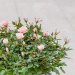 Chậu Hoa Thiết Kế Yêu Thương 010