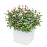 Chậu Hoa Thiết Kế Yêu Thương 010