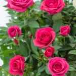 Chậu Hoa Thiết Kế Yêu Thương 010