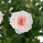 Chậu Hoa Thiết Kế Yêu Thương 010