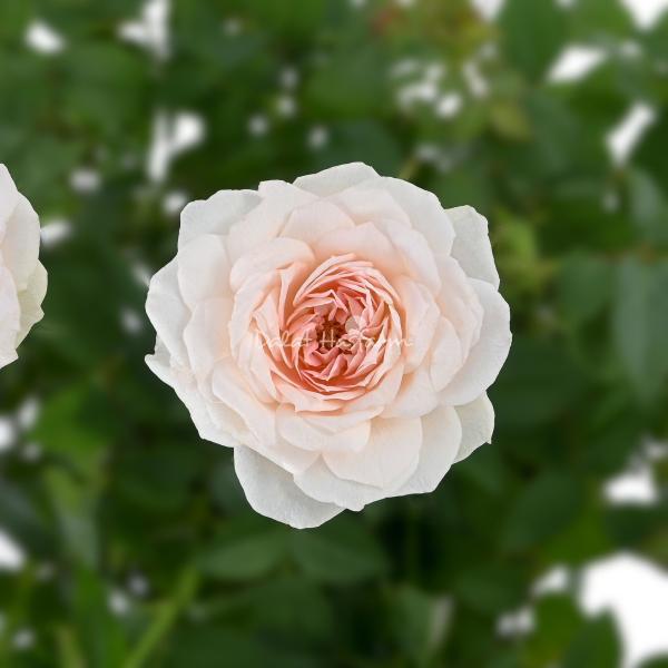 Chậu Hoa Thiết Kế Yêu Thương 010