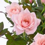 Chậu Hoa Thiết Kế Yêu Thương 010