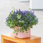 Chậu Hoa Lavender Hạnh Phúc 204