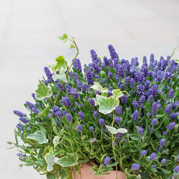 Chậu Hoa Lavender Hạnh Phúc 204