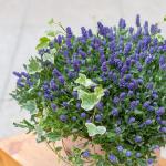 Chậu Hoa Lavender Hạnh Phúc 204