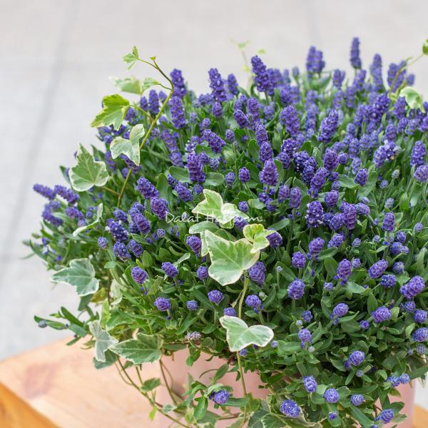 Chậu Hoa Lavender Hạnh Phúc 204