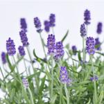 Chậu Hoa Lavender Hạnh Phúc 204