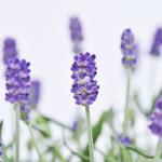 Chậu Hoa Lavender Hạnh Phúc 204
