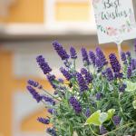 Chậu Hoa Lavender Hạnh Phúc 204