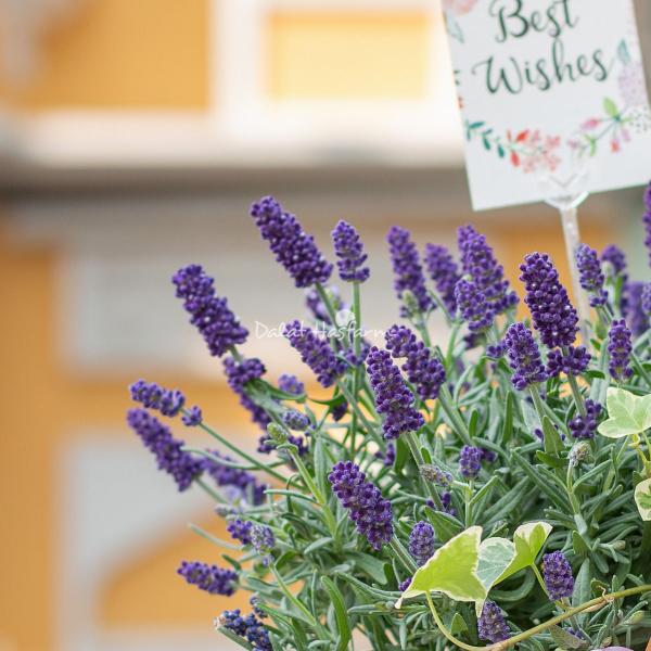Chậu Hoa Lavender Hạnh Phúc 204