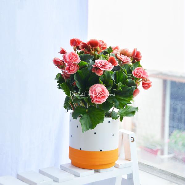 Chậu Sứ Hoa Thu Hải Đường 103