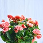 Chậu Sứ Hoa Thu Hải Đường 103