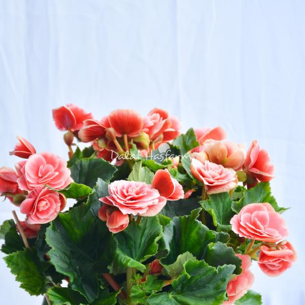 Chậu Sứ Hoa Thu Hải Đường 103