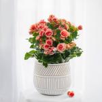 Chậu Sứ Hoa Thu Hải Đường 103