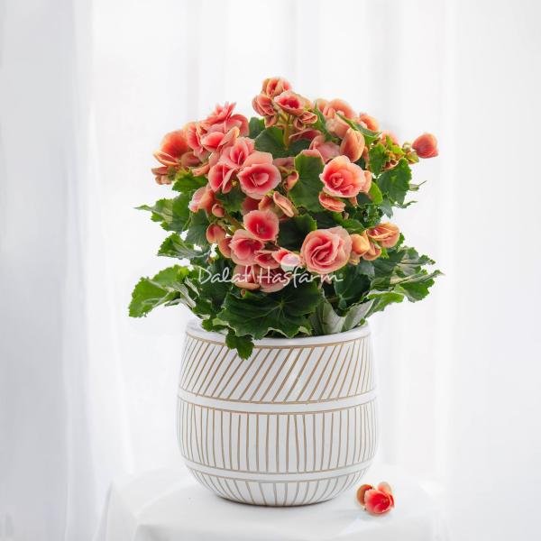 Chậu Sứ Hoa Thu Hải Đường 103