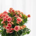 Chậu Sứ Hoa Thu Hải Đường 103