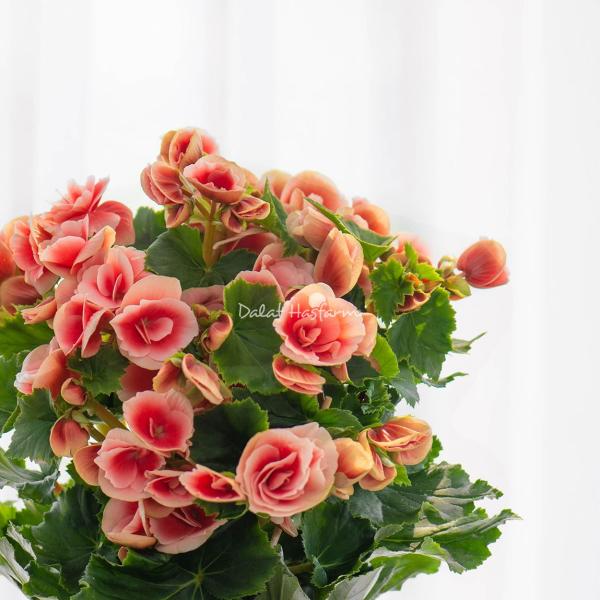 Chậu Sứ Hoa Thu Hải Đường 103