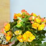 Chậu Sứ Hoa Thu Hải Đường 103