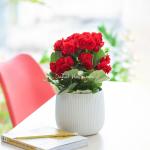 Chậu Sứ Hoa Thu Hải Đường 103