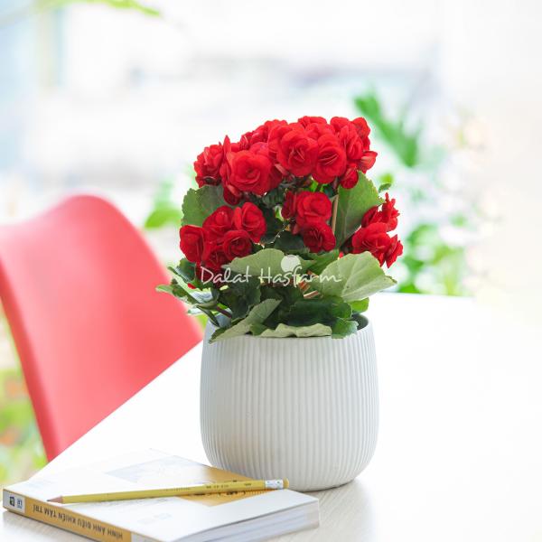 Chậu Sứ Hoa Thu Hải Đường 103