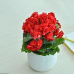 Chậu Sứ Hoa Thu Hải Đường 103