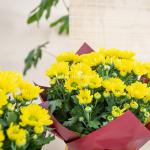 Chậu Giấy Gói Hoa Cúc lớn 129