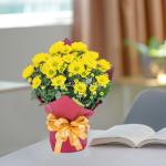 Chậu Giấy Gói Hoa Cúc lớn 129