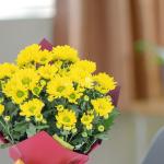 Chậu Giấy Gói Hoa Cúc lớn 129