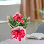 Chậu Giấy Gói Hoa Đồng Tiền 137