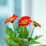 Chậu Giấy Gói Hoa Đồng Tiền 137