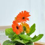 Chậu Giấy Gói Hoa Đồng Tiền 137