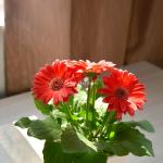 Chậu Giấy Gói Hoa Đồng Tiền 137