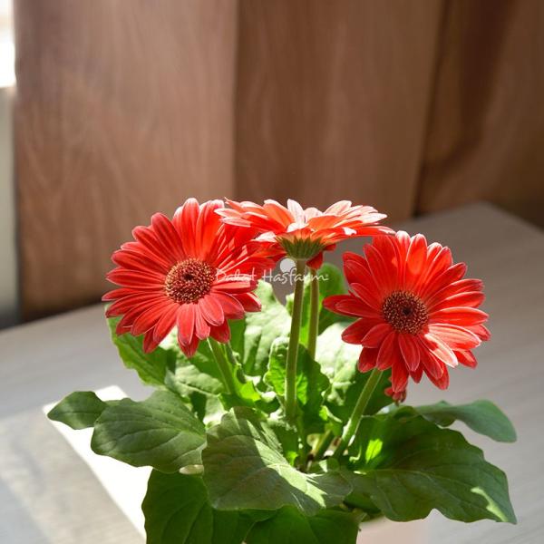 Chậu Giấy Gói Hoa Đồng Tiền 137