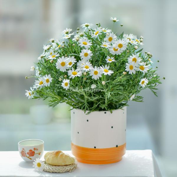 Chậu Sứ Hoa Cúc Hoạ Mi 006