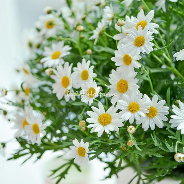 Chậu Sứ Hoa Cúc Hoạ Mi 006