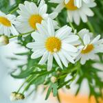 Chậu Sứ Hoa Cúc Hoạ Mi 006