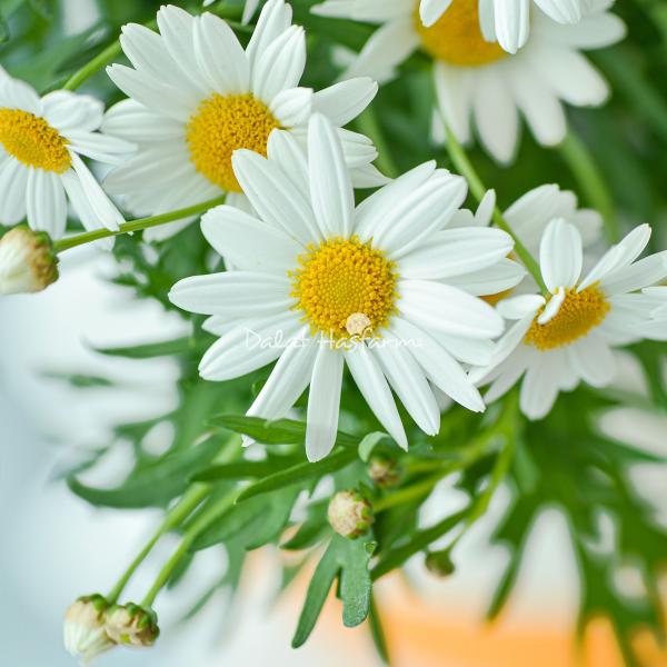 Chậu Sứ Hoa Cúc Hoạ Mi 006