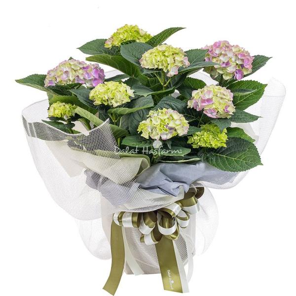 Chậu Hoa Thiết Kế Điều Ngọt Ngào 109