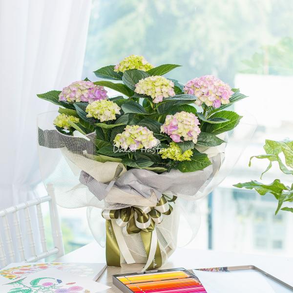 Chậu Hoa Thiết Kế Điều Ngọt Ngào 109