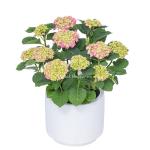 Chậu Cẩm Tú Cầu Hoàng Gia 017