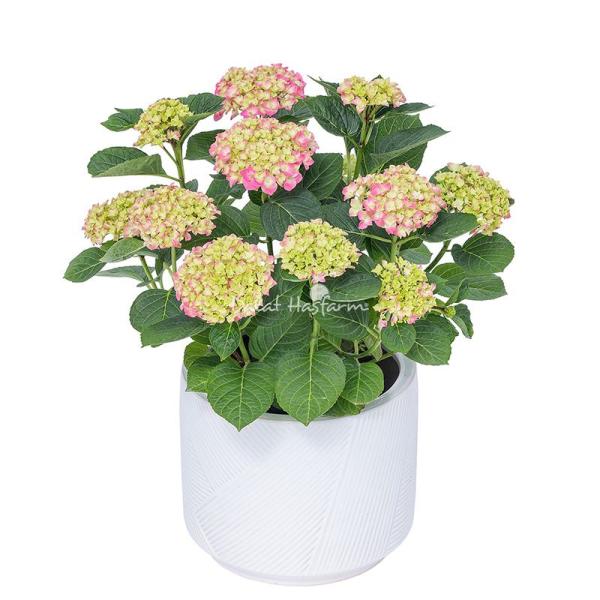 Chậu Cẩm Tú Cầu Hoàng Gia 017