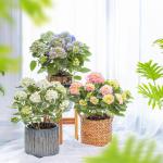 Chậu Cẩm Tú Cầu Hoàng Gia 017