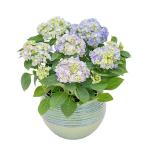 Chậu Cẩm Tú Cầu Hoàng Gia 017