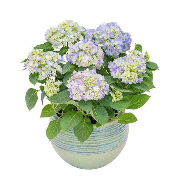 Chậu Cẩm Tú Cầu Hoàng Gia 017