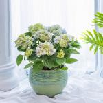 Chậu Cẩm Tú Cầu Hoàng Gia 017