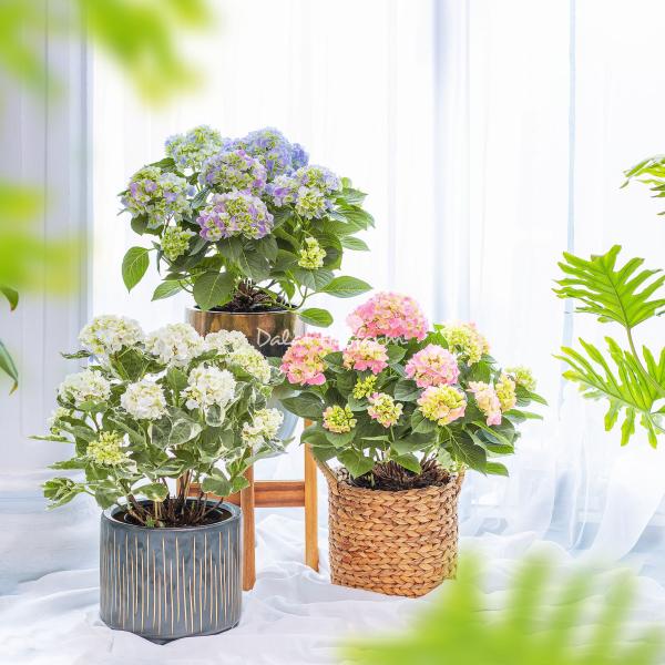 Giỏ Cẩm Tú Cầu Hoàng Gia 018